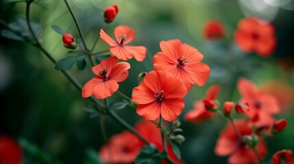 Red kwiaty in nature 