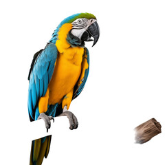 Fototapeta premium Blue And Yellow Macaw Parrot Perched On A Branch Isolated On Transparent Background