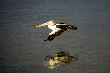 The Australian pelican is a large waterbird and is widespread on the inland and coastal waters of Australia. It is a predominantly white bird with black wings and a pink bill.