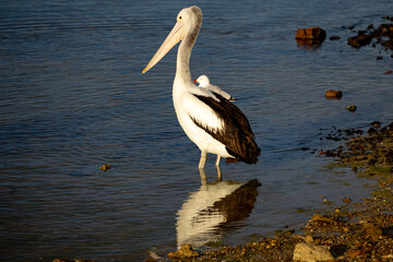 The Australian pelican is a large waterbird and is widespread on the inland and coastal waters of Australia. It is a predominantly white bird with black wings and a pink bill.
