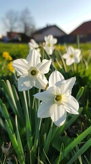 Obraz premium White daffodils (Narcissus papyraceus) in spring