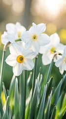 Obraz premium White daffodils (Narcissus papyraceus) in spring