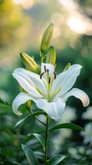 Obraz premium white lily in nature