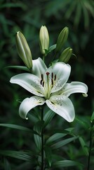 Obraz premium white lily in nature