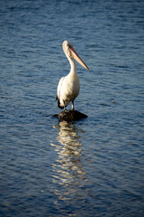 The Australian pelican is a large waterbird and is widespread on the inland and coastal waters of Australia. It is a predominantly white bird with black wings and a pink bill.