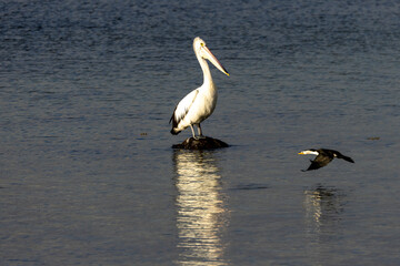 The Australian pelican is a large waterbird and is widespread on the inland and coastal waters of Australia. It is a predominantly white bird with black wings and a pink bill.