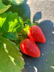 strawberry in the garden