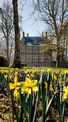 Obraz premium Yellow daffodils in front of Castle