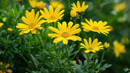 Obraz premium Yellow kwiaty in nature 