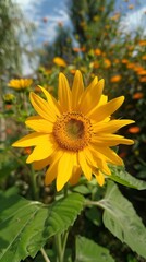 Obraz premium Yellow kwiaty in nature 