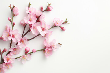 Obraz premium Delicate pink cherry blossoms beautifully arranged on a soft, neutral background, perfect for spring-themed designs.