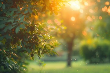 Obraz premium A serene scene with sunlight shining through the leaves of a tree, great for nature-inspired designs and backgrounds