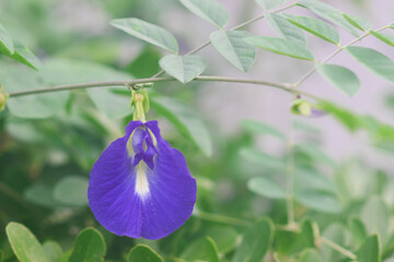 Purple Butterfly Pea Flowers in the Garden