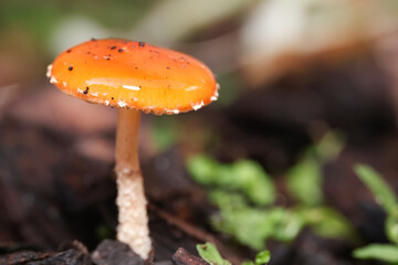 macro orange cap mushroom