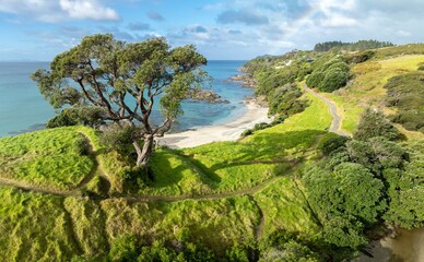 Beach headland and pohutukawa tree on a hill in Waipu, Northland, New Zealand.