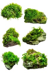 Obraz premium A close-up shot of a rock covered in lush green moss