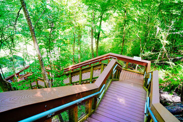 Gainesville, FL, USA - 07 20 2024: Devil's Millhopper Geological State Park limestone sinkhole...