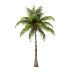 Obraz premium Tall Green Coconut Palm Tree Isolated On Transparent Background