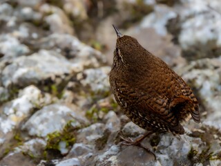 森の中の水場の岩の上で周りを見渡しているミソサザイの美しい羽模様