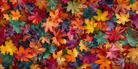 Fototapeta premium A dynamic image of colorful maple leaves falling naturally, creating a lively autumn scene
