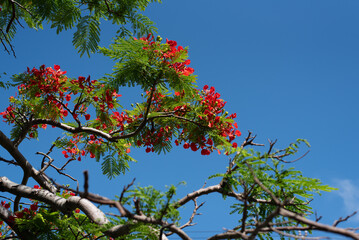 ホウオウボクの赤い花
