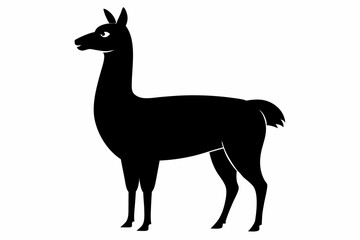 Fototapeta premium Lama Silhouette, Vector of lama standing side view black silhouette