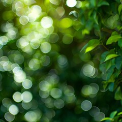 Fototapeta premium Green bokeh background from nature forest out of focus 