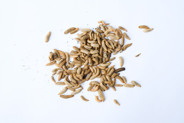 Larvae of Black Soldier Fly (Hermetia illucens) or maggot on plain background for protein animal feed ingredient