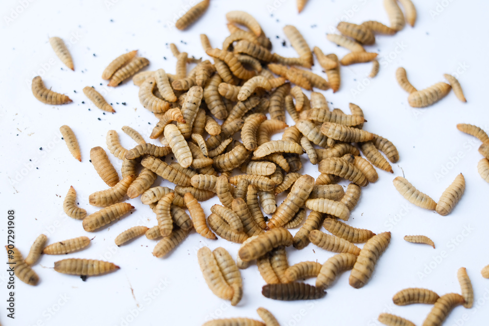 Wall mural larvae of black soldier fly (hermetia illucens) or maggot on plain background for protein animal fee