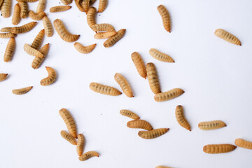 Larvae of Black Soldier Fly (Hermetia illucens) or maggot on plain background for protein animal feed ingredient