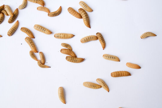 Larvae of Black Soldier Fly (Hermetia illucens) or maggot on plain background for protein animal feed ingredient