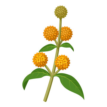 Vector illustration of Buddleja globosa, also known as orange ball tree, or orange ball buddleja, isolated on white background.