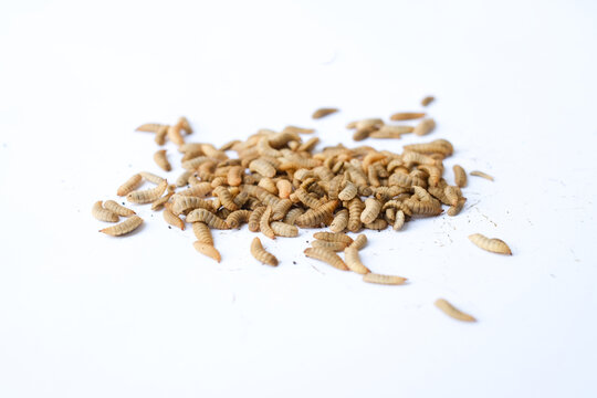 Larvae of Black Soldier Fly (Hermetia illucens) or maggot on plain background for protein animal feed ingredient