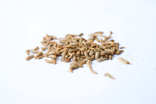 Larvae of Black Soldier Fly (Hermetia illucens) or maggot on plain background for protein animal feed ingredient