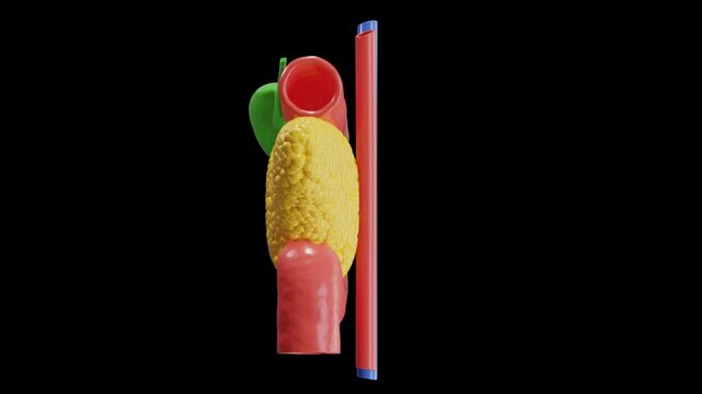 3D Animation of The pancreas produces insulin | Alpha Channel