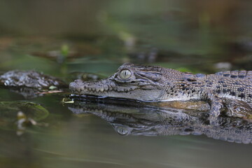 crocodile, estuarine crocodile, an estuarine crocodile swimming in river water
