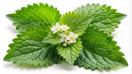 Fresh green lemon balm leaves with delicate white flowers isolated on transparent background, showcasing the herb's calming and soothing natural beauty.