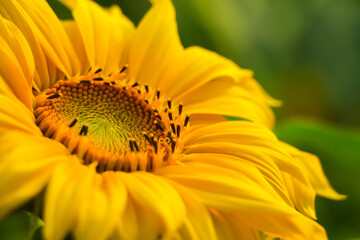 Selective focus on beautiful shining sunflower