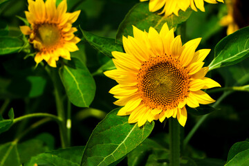Fototapeta premium Sunflower background, closeup sunflower with copy space or negative space