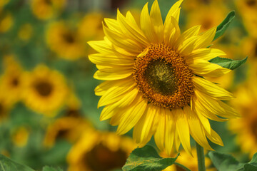 Farm of sunflower with fresh flower, copy space