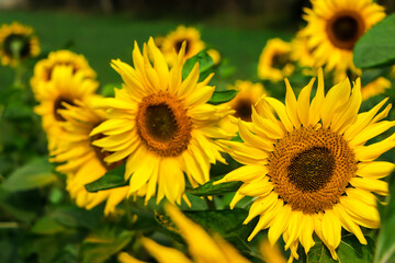Garden of sunflower full of flowers