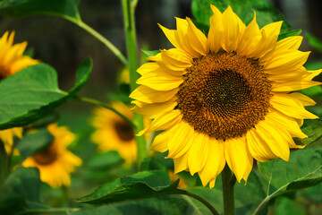 Closeup sunflower, bloom of sunflower in field