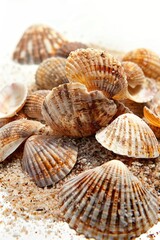 Beach scene with shells arranged in a pile