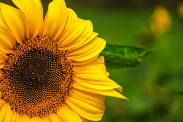 Obraz premium Closeup of beautiful sunflower with copy space for text