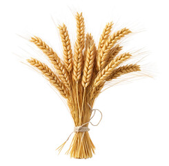 Bunch of ripe golden wheat ears isolated or Bushy sheaf of wheat.