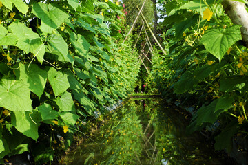 vast field of healthy cucumber plants growing on a trellis system, with flowers and developing cucumbers, eco-friendly irrigation system by canal among beds make sustainable farming