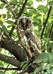 great horned owl
