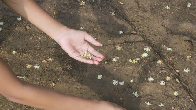 Young woman's hands are picking up small fallen flowers, on a ground with fragrant yellow and white flowers. (Mimusops elengi flowers or Bokul flowers)