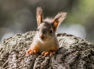squirrel in the forest