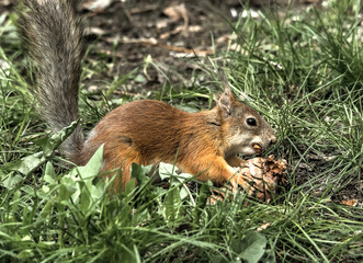 squirrel in the grass